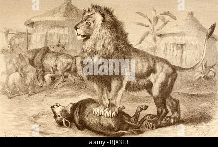 A lion after making a kill in the middle of an African village. Stock Photo