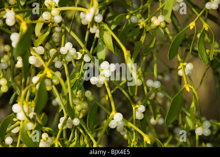 Mistletoe a fungle parasite growing on a Herefordshire nature Trust Reserve Stock Photo