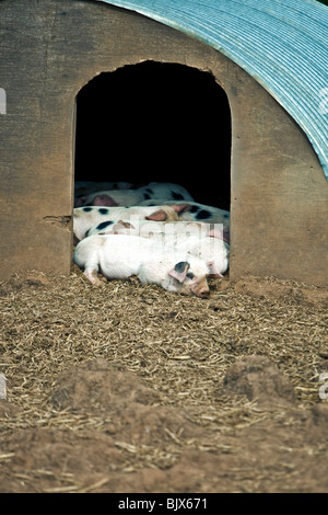 Gloster Old Spot piglets in their house Stock Photo