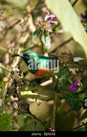 Eastern Double-collared Sunbird - Mount Kenya National Park, Kenya Stock Photo