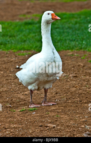 Domestic Goose Stock Photo