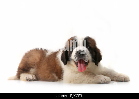 Happy Panting Saint Bernard Puppy Lying on His Stomach Against White Background Stock Photo