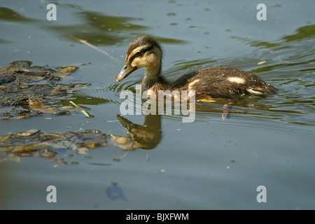 mallard baby Stock Photo