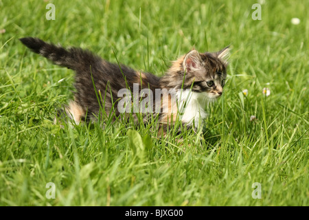 Norwegian Forest Cat kitten Stock Photo