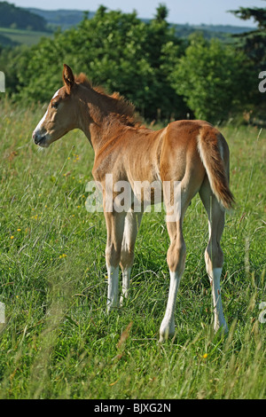 Rear view of a chestnut foal Stock Photo - Alamy