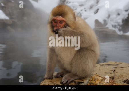 Snow monkey by hot-spring in Winter. Location is Jigokudani in Japan Stock Photo