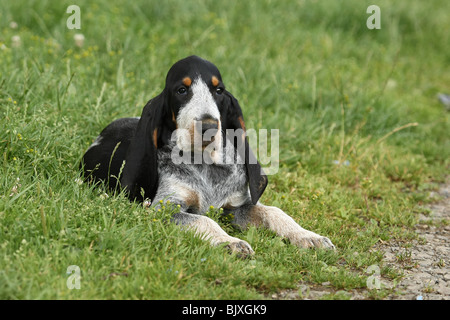 Blue Gascony Griffon Stock Photo