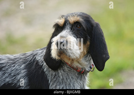 Blue Gascony Griffon Stock Photo