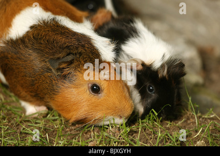 guinea pigs Stock Photo