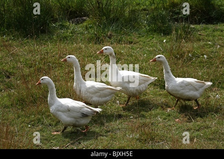 geese Stock Photo