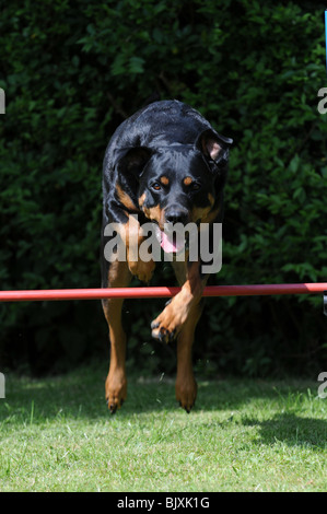 rottweiler at agility Stock Photo