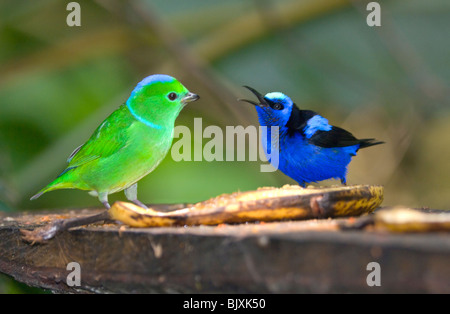 Red-Legged Honeycreeper and Golden-browed Chlorophonia Stock Photo