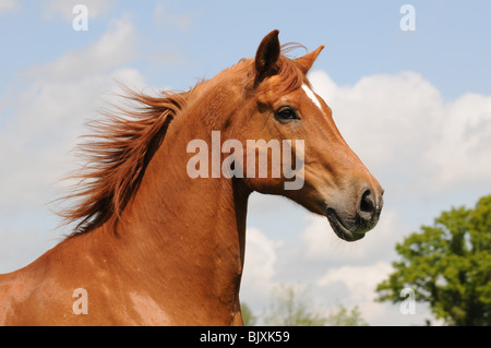 Oldenburg Horse Portrait Stock Photo