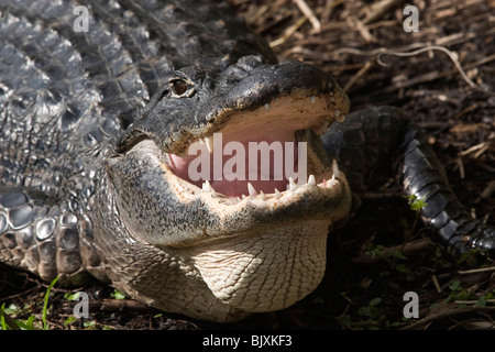 Mississippi-Alligator Stock Photo