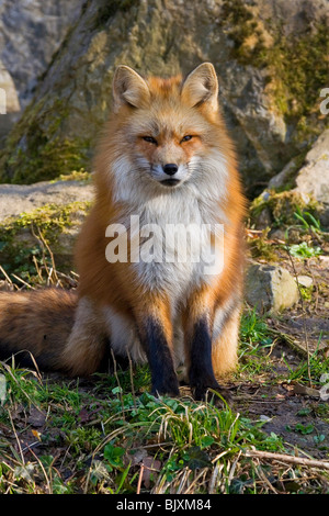 Rotfuchs / red fox Stock Photo