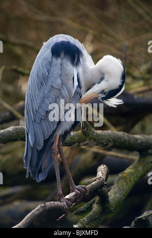 grey heron Stock Photo