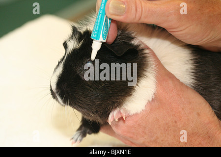 guinea pig gets eye ointment Stock Photo
