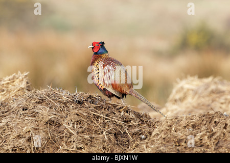 Common pheasant (Phasianus colchicus) male standing on manure heap with head turned Stock Photo