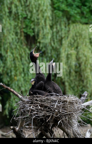 cormorants Stock Photo