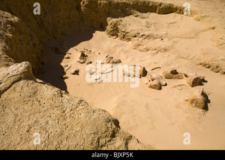 Fossilised bones of ancient whales in the Valley of The Whales, Wadi El-Hitan, Western Desert of Egypt Stock Photo