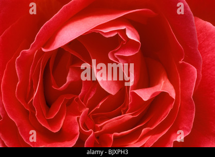 red rose blossom close-up Stock Photo