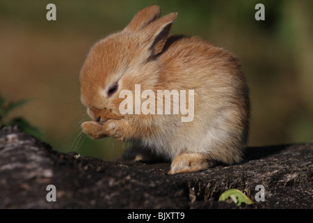 pygmy bunny Stock Photo
