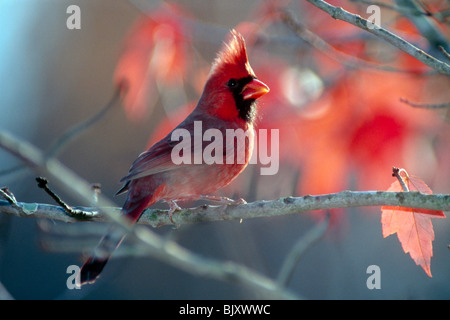 Juvenile male Northern Cardinal (Cardinalis Cardinalis) perched on tree with sun filtering through leaves Stock Photo