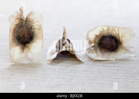 Dry seeds, Moringa tree  'Moringa oleifera'. Stock Photo