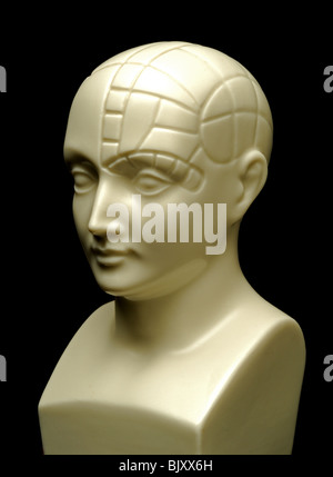 A bust of a phrenology head Stock Photo