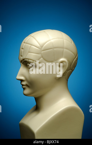 A bust of a phrenology head, profile Stock Photo
