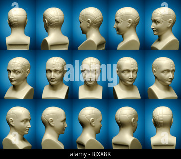 A bust of a phrenology head with fifteen different positions Stock Photo