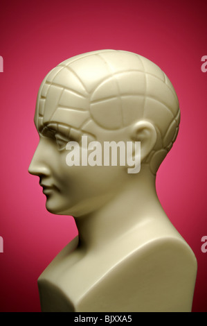 A bust of a phrenology head, profile Stock Photo