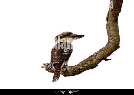 Laughing Kookaburra, Dacelo novaeguineae, female Stock Photo
