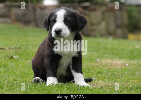 Black and white mongrel puppy sitting in a crate Stock Photo - Alamy