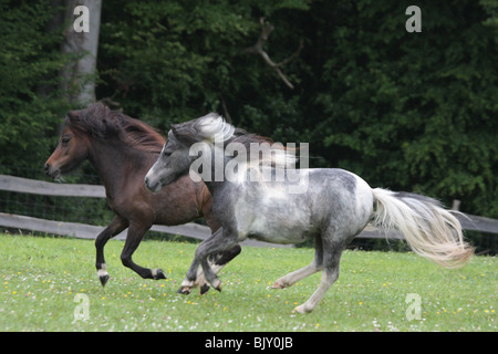 galloping American Miniature Horses Stock Photo