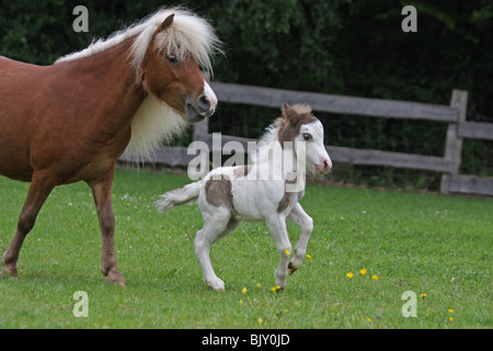 American Miniature Horses Stock Photo