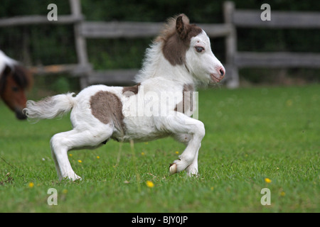 galloping American Miniature Horse foal Stock Photo