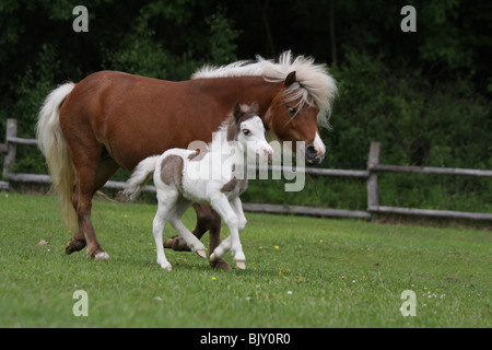 American Miniature Horses Stock Photo