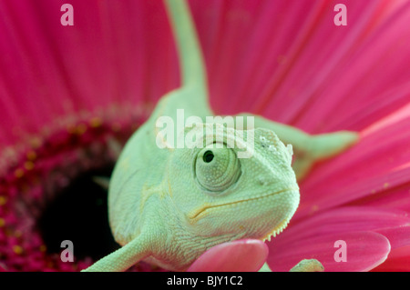 Chameleon. Isolation on white Stock Photo