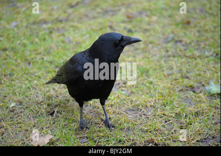 Carrion crow resting on green grass field Stock Photo