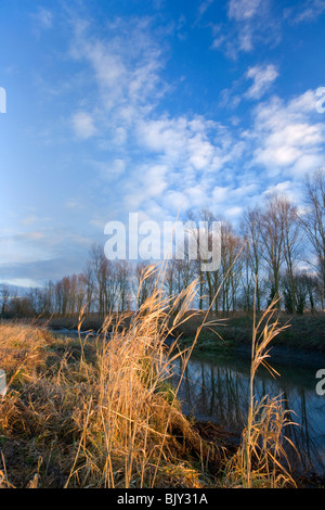 Late evening view of Chelmer & Blackwater canal, Essex Stock Photo