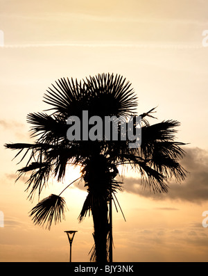 Silhouetted palm tree against early evening sky at Southend on sea sea front Stock Photo