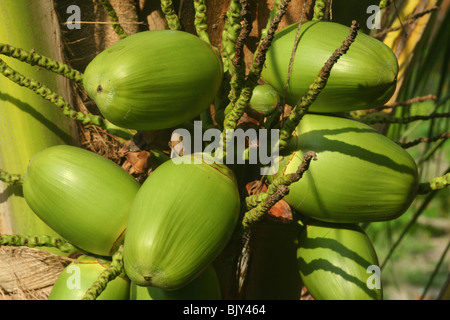 cluster of green coconuts close-up on palm tree Stock Photo
