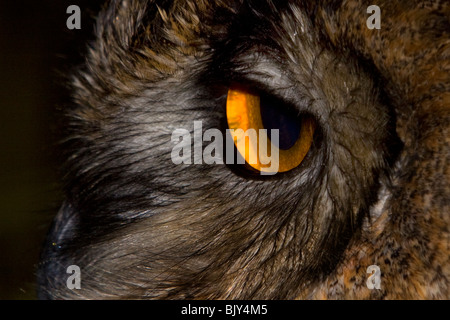 Eurasian Eagle-owl Bubo bubo eye yellow owl Stock Photo