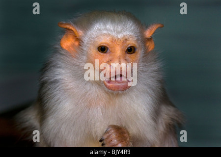 Silvery Marmoset Mico argentatus monkey Stock Photo