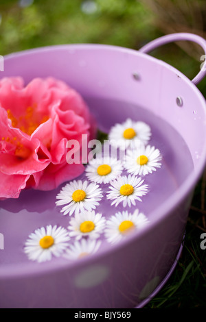 Pink camelia flower and daisies in a purple tin pot in the green Stock Photo