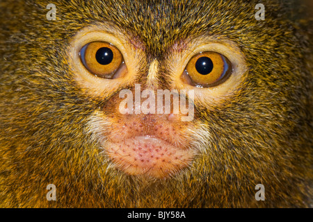 Pygmy Marmoset Cebuella pygmaea dwarf monkey Stock Photo