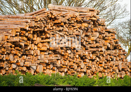 Huge pile of logs stacked up Stock Photo