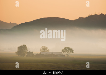 An early spring morning in the Skagit Valley. Daffodil fields and morning fog dominate the landscape just before sunrise. Stock Photo