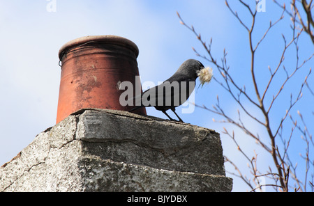 Jackdaw, Corvus monedula, on old chimney pot with nest material Stock Photo